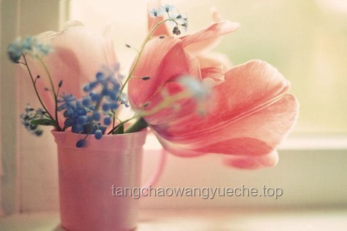 从“Flower”中寻觅“love”：花语与情感链接的深度解析
